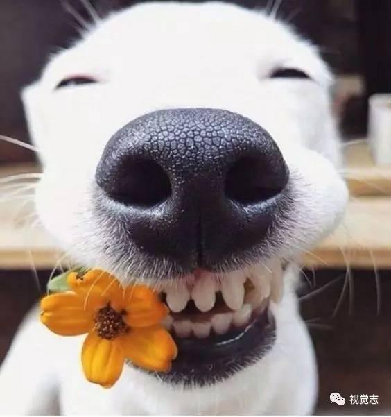 娱乐吃瓜酱安乐狗狗,娱乐吃瓜酱的温馨故事