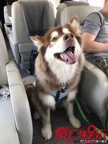 娱乐吃瓜酱安乐狗狗,娱乐吃瓜酱的温馨故事