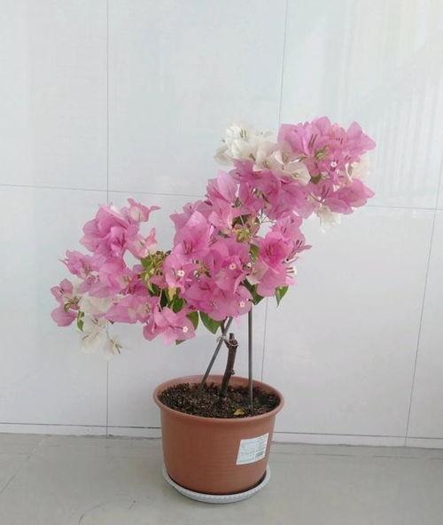 娱乐吃瓜酱三角梅