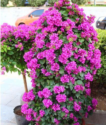 娱乐吃瓜酱三角梅