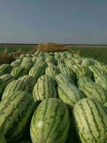 娱乐圈吃瓜买西瓜